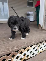 Milo , a male Goldendoodle for sale in Muskegon, MI – Photo 9 of 10