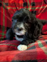 Milo , a male Goldendoodle for sale in Muskegon, MI – Photo 4 of 10