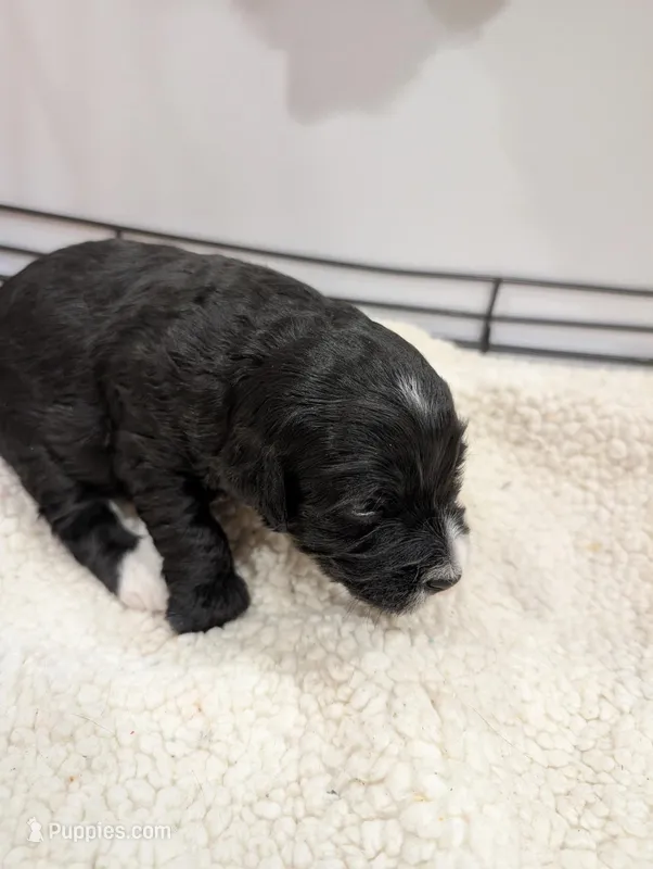 Milo  – Goldendoodle puppy for sale in Muskegon, MI