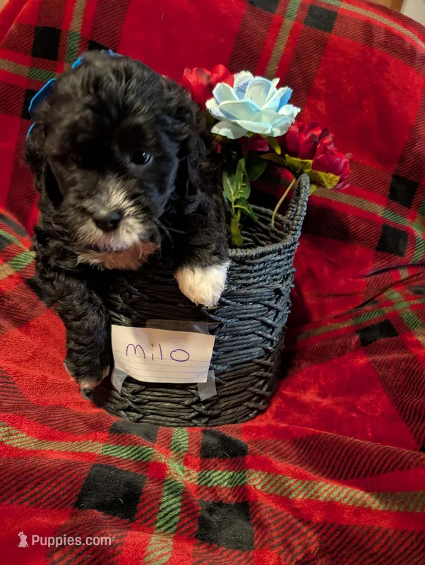 Milo  – Goldendoodle puppy for sale in Muskegon, MI