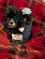 Milo , a male Goldendoodle for sale in Muskegon, MI – Photo 6 of 10