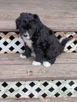 Milo , a male Goldendoodle for sale in Muskegon, MI – Photo 10 of 10