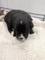 Milo , a male Goldendoodle for sale in Muskegon, MI – Photo 2 of 10