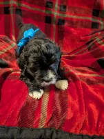 Milo , a male Goldendoodle for sale in Muskegon, MI – Photo 5 of 10