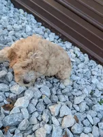 Hudson , a male Goldendoodle for sale in Muskegon, MI – 8 of 10