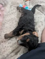 Copper , a male Goldendoodle for sale in Muskegon, MI – 10 of 10