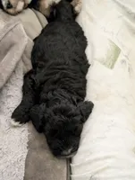 Thunder , a male Goldendoodle for sale in Muskegon, MI – 10 of 10