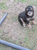 Crusher, a male Goldendoodle for sale in Muskegon, MI – 9 of 10
