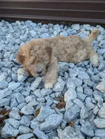Hudson , a male Goldendoodle for sale in Muskegon, MI – 3 of 10