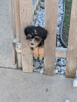 Crusher, a male Goldendoodle for sale in Muskegon, MI – 3 of 10