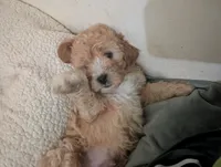 Hudson , a male Goldendoodle for sale in Muskegon, MI – 2 of 10