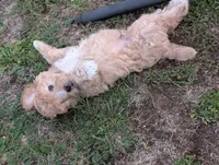 Hudson , a male Goldendoodle for sale in Muskegon, MI – 6 of 10