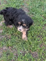 Crusher, a male Goldendoodle for sale in Muskegon, MI – 5 of 10