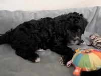 Thunder , a male Goldendoodle for sale in Muskegon, MI – 8 of 10