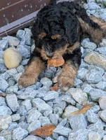 Copper , a male Goldendoodle for sale in Muskegon, MI – 4 of 10