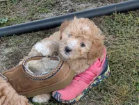 Hudson , a male Goldendoodle for sale in Muskegon, MI – 4 of 10