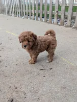 Dakota , a male Goldendoodle for sale in Muskegon, MI – Photo 9 of 10