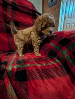 Dakota , a male Goldendoodle for sale in Muskegon, MI – Photo 3 of 10