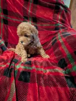 Dakota , a male Goldendoodle for sale in Muskegon, MI – Photo 6 of 10