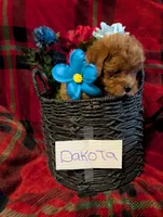 Dakota , a male Goldendoodle for sale in Muskegon, MI – Photo 4 of 10