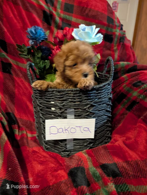 Dakota , a male Goldendoodle for sale in Muskegon, MI – Photo 1 of 10