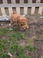 Dakota , a male Goldendoodle for sale in Muskegon, MI – Photo 10 of 10