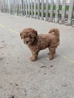 Dakota , a male Goldendoodle for sale in Muskegon, MI – Photo 8 of 10