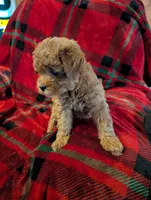 Dakota , a male Goldendoodle for sale in Muskegon, MI – Photo 7 of 10