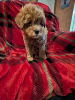 Dakota , a male Goldendoodle for sale in Muskegon, MI – Photo 5 of 10