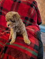 Dakota , a male Goldendoodle for sale in Muskegon, MI – Photo 2 of 10