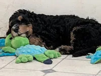 Copper , a male Goldendoodle for sale in Muskegon, MI – 3 of 10