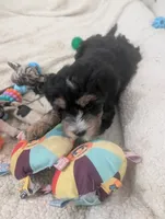 Crusher, a male Goldendoodle for sale in Muskegon, MI – 2 of 10