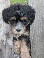 Crusher, a male Goldendoodle for sale in Muskegon, MI – 6 of 10