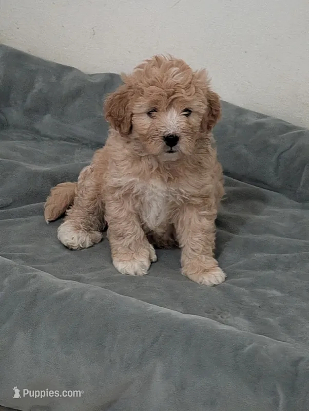 Hudson  – Goldendoodle puppy for sale in Muskegon, MI