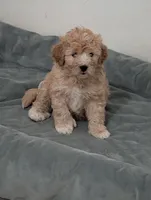Hudson , a male Goldendoodle for sale in Muskegon, MI – 1 of 10