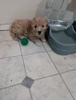 Hudson , a male Goldendoodle for sale in Muskegon, MI – 10 of 10