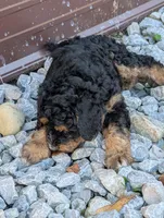 Copper , a male Goldendoodle for sale in Muskegon, MI – 7 of 10
