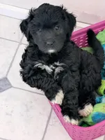 Storm , a female Goldendoodle for sale in Muskegon, MI – Photo 6 of 10