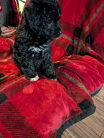 Storm , a female Goldendoodle for sale in Muskegon, MI – Photo 9 of 10