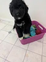 Storm , a female Goldendoodle for sale in Muskegon, MI – Photo 5 of 10