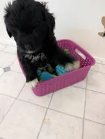 Storm , a female Goldendoodle for sale in Muskegon, MI – Photo 8 of 10