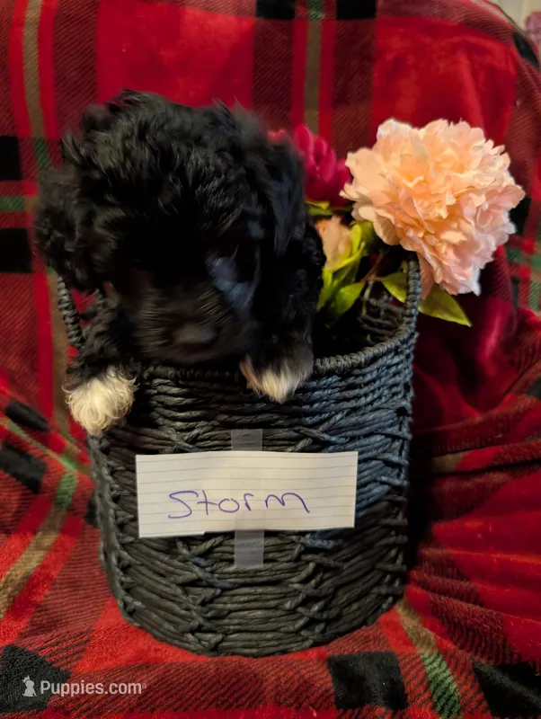 Storm  – Goldendoodle puppy for sale in Muskegon, MI