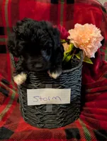 Storm , a female Goldendoodle for sale in Muskegon, MI – Photo 3 of 10