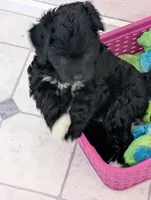 Storm , a female Goldendoodle for sale in Muskegon, MI – Photo 4 of 10