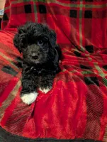 Storm , a female Goldendoodle for sale in Muskegon, MI – Photo 2 of 10