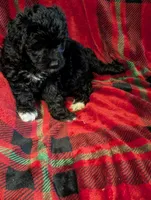 Storm , a female Goldendoodle for sale in Muskegon, MI – Photo 7 of 10