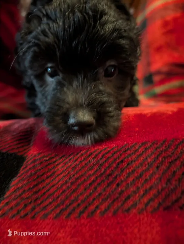 Storm  – Goldendoodle puppy for sale in Muskegon, MI