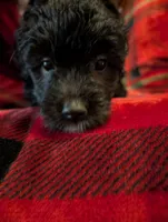 Storm , a female Goldendoodle for sale in Muskegon, MI – Photo 1 of 10