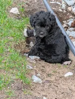 Storm , a female Goldendoodle for sale in Muskegon, MI – Photo 10 of 10