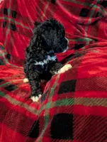 marley, a female Goldendoodle for sale in Muskegon, MI – Photo 3 of 10